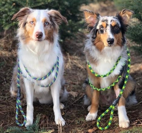 Cute pups showing off their dynamic rope leashes. 